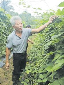 今日瓜菜价格最新行情,新鲜行情一览
