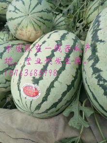靖远硒砂瓜今日价,价格行情一览