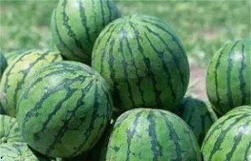 瓜农今日吃瓜网红黑料