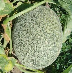 哈密瓜今日库存行情,今日市场动态一览