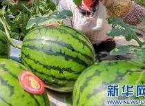 惠州今日吃瓜事件最新消息,最新进展揭秘