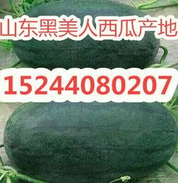黑美人瓜价格今日市场行情,价格波动与供需分析