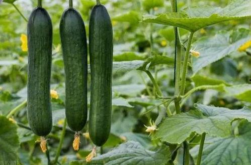 黑吃料吃瓜,揭秘娱乐圈背后的暗流涌动