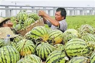 武汉汉瓜今日行情,价格波动与市场动态一览