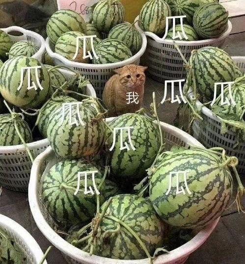 会长吃瓜爆料准吗,揭秘娱乐圈真相，准确度令人惊叹