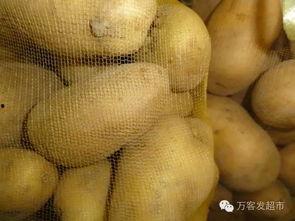 小白瓜今日价格,市场行情一览
