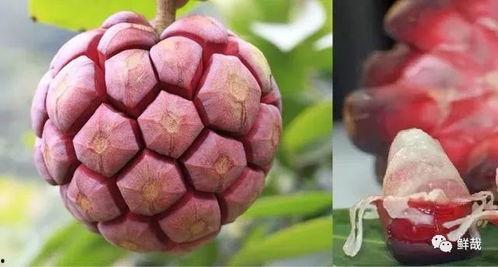 黑老虎吃瓜,一场生态与美味的邂逅
