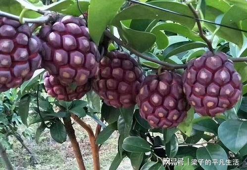 黑老虎吃瓜,一场生态与美味的邂逅