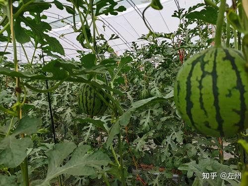 漯河市召陵区小吊瓜今日价格,价格行情一览”