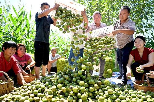 漯河市召陵区小吊瓜今日价格,价格行情一览”