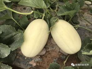 瓜弟今日吃瓜,揭秘娱乐圈最新热点事件