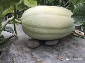 瓜弟今日吃瓜,揭秘娱乐圈最新热点事件