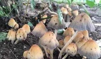 蘑菇视频吃瓜爆料是真的吗,真相揭秘，是真是假？