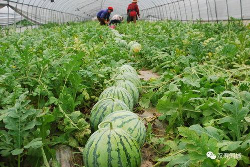 菜菜吃瓜大爆料,揭秘娱乐圈幕后真相