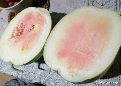 沙白瓜今日价格,市场行情一览