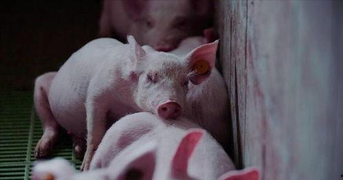 粉红的猪吃黑瓜好吗图片,粉红猪的奇幻黑瓜之旅