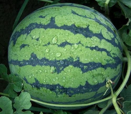 海角社区黑料吃瓜,黑料吃瓜背后的真相与争议