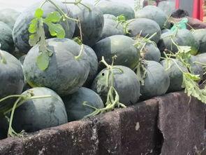 海角社区黑料吃瓜,黑料吃瓜背后的真相与争议