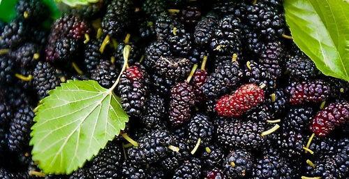 吃黑瓜刺激胃吗会反酸吗,胃部刺激与反酸现象解析