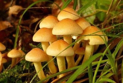 51吃瓜今日必吃大瓜蘑菇视频,蘑菇视频今日必吃大瓜，揭秘幕后真相