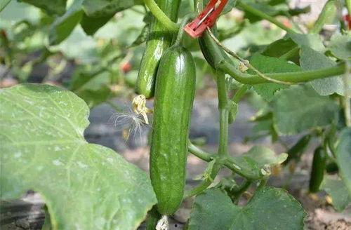 今日份摘瓜完成,探寻瓜果背后的故事与智慧