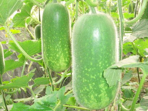 热门大瓜今日吃瓜张家界,张家界惊现神秘事件，吃瓜群众热议不已！