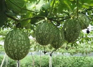 西瓜吊瓜今日最新价格,今日最新行情一览”