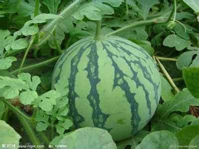 西瓜吊瓜今日最新价格,今日最新行情一览”