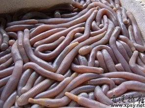 黑壳虾吃瓜虫吗会死吗,黑壳虾食用瓜虫后的生死之谜