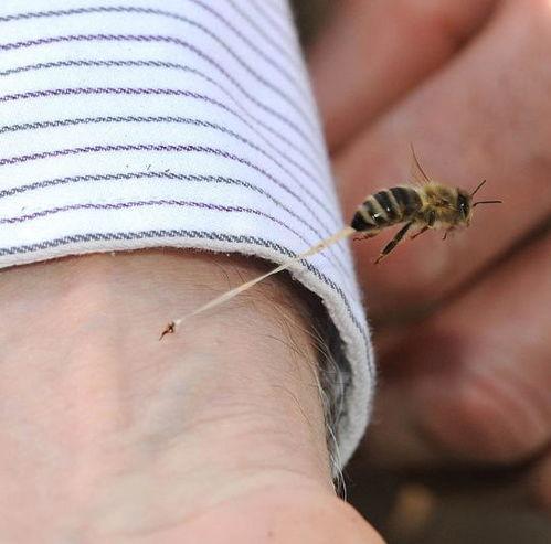 黑壳虾吃瓜虫吗会死吗,黑壳虾食用瓜虫后的生死之谜