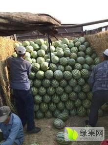 东莞石头瓜今日行情,价格波动，市场供需分析”