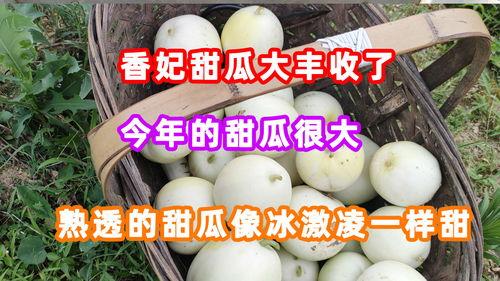 今日大丰瓜,夏日里的甜蜜诱惑，探寻瓜乡风情