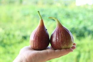 今日大丰瓜,夏日里的甜蜜诱惑，探寻瓜乡风情
