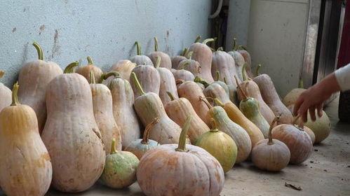 今日大丰瓜,夏日里的甜蜜诱惑，探寻瓜乡风情