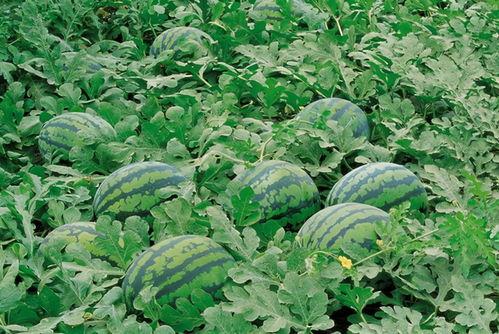 临海爆料吃瓜群微信,微信里的热议焦点