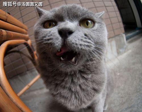 蓝猫可以吃黑瓜吗为什么,揭秘猫咪饮食之谜