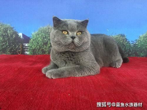 蓝猫可以吃黑瓜吗为什么,揭秘猫咪饮食之谜