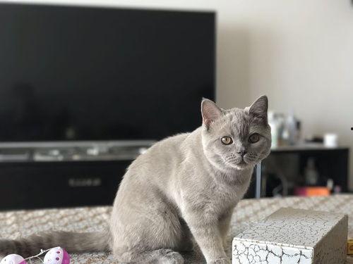 蓝猫可以吃黑瓜吗为什么,揭秘猫咪饮食之谜