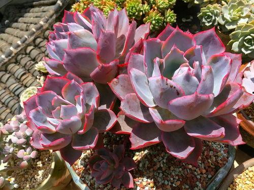 多肉小野猫黑瓜吃