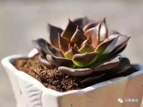 多肉小野猫黑瓜吃