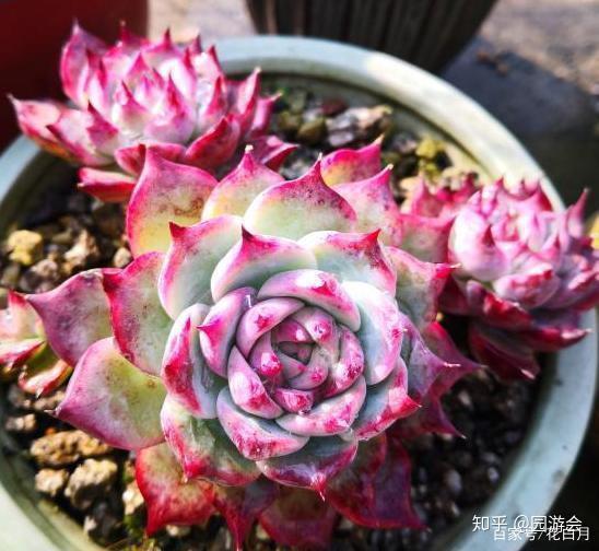 多肉小野猫黑瓜吃