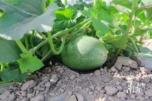 每日吃瓜今日大瓜在线