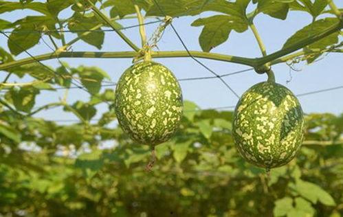 黑米和吊瓜可以一起吃吗,健康搭配，美味共享