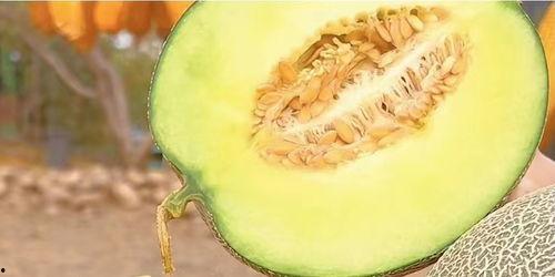 池河镇今日哈密瓜价格,新鲜上市，品质保证，价格实惠”