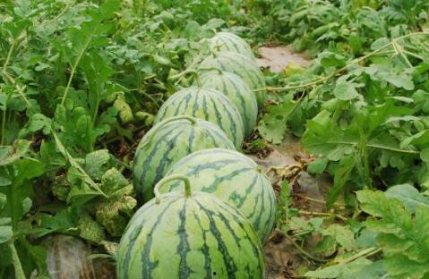 瓜圈吃瓜视频大爆料合集,吃瓜视频大爆料合集深度解析