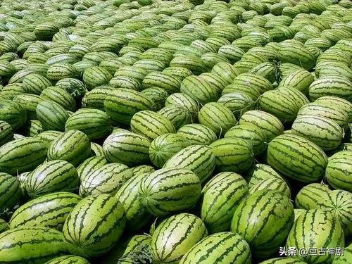 瓜圈吃瓜视频大爆料合集,吃瓜视频大爆料合集深度解析