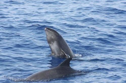 今日说法瓜头鲸