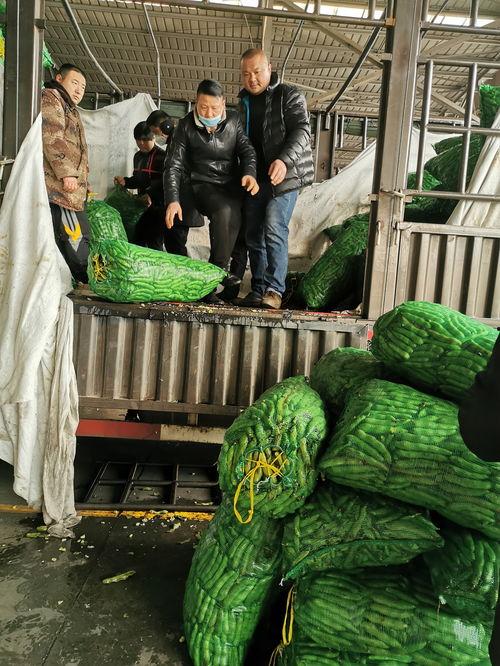 江桥批发市场今日瓜价,新鲜直供，价格实惠一览