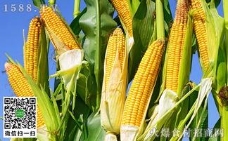 衡水吊瓜今日价格表,市场行情一览