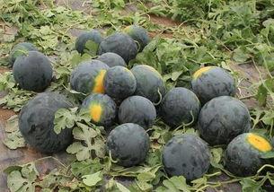 黑哥的旱干瓜怎么做的吃,传统风味与现代口感的完美融合